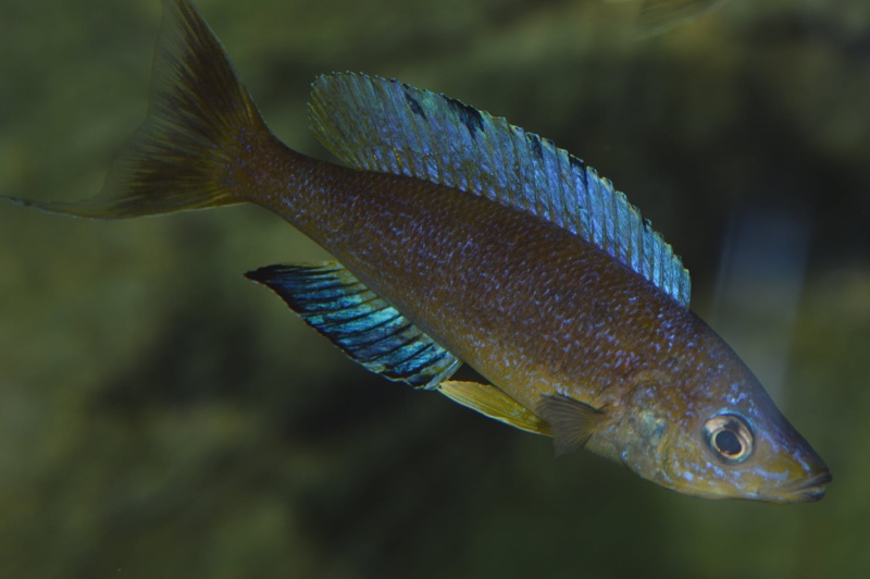 Cyprichromis microlepidotus 'Mabilibili Bay'